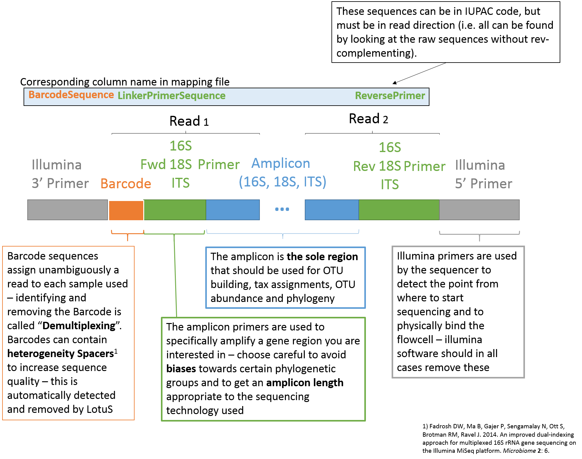 Typical primer design for miSeq 16S/18S/ITS experiment. The marked regions should be defined in the mapping file for optimal LotuS processing.